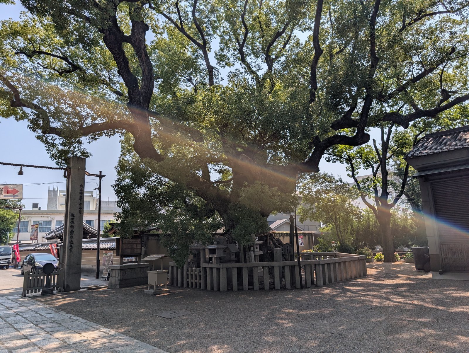 杭全神社の大楠。枝が空を覆うように広がる