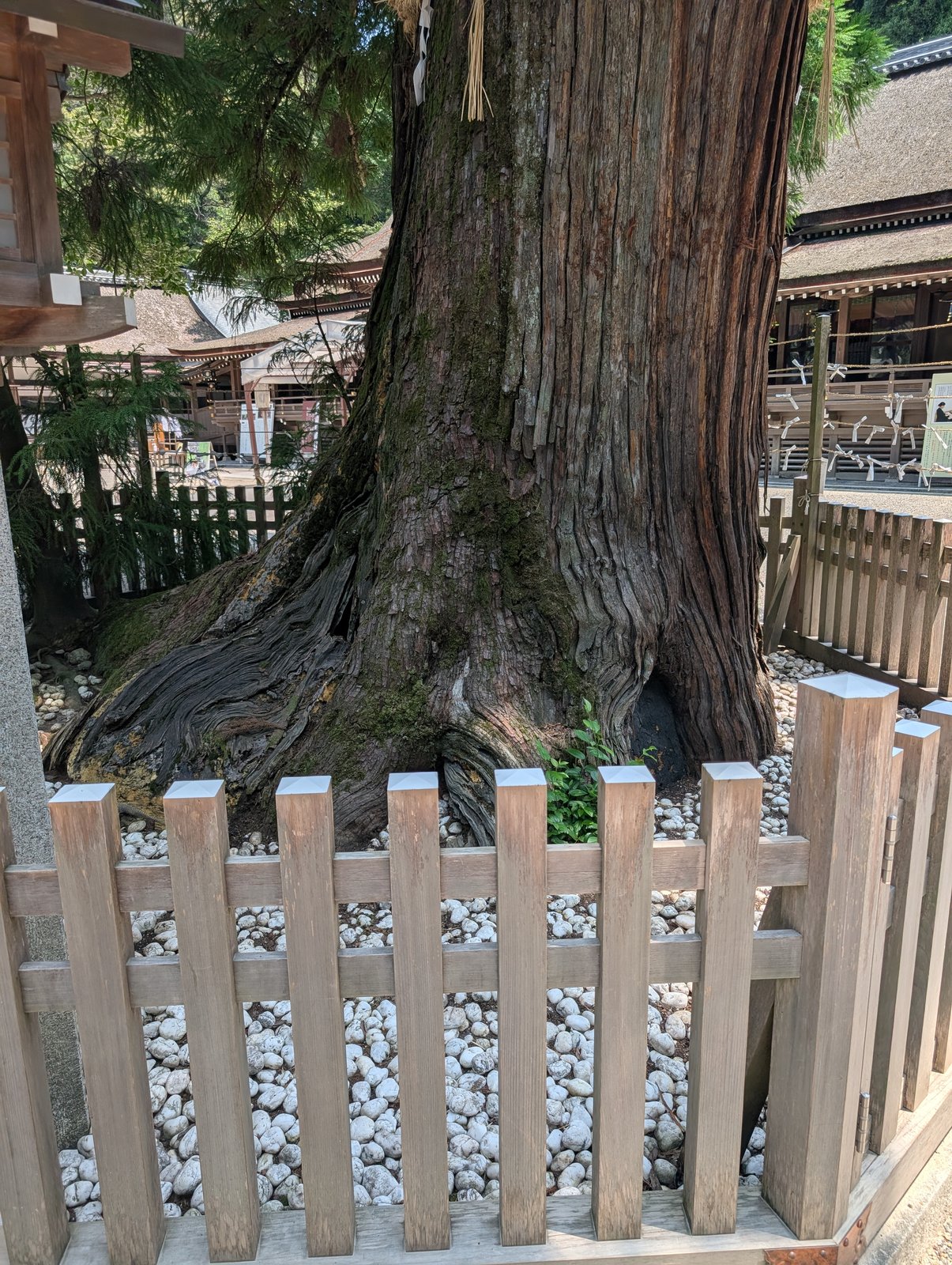 注連縄が張られたご神木の杉