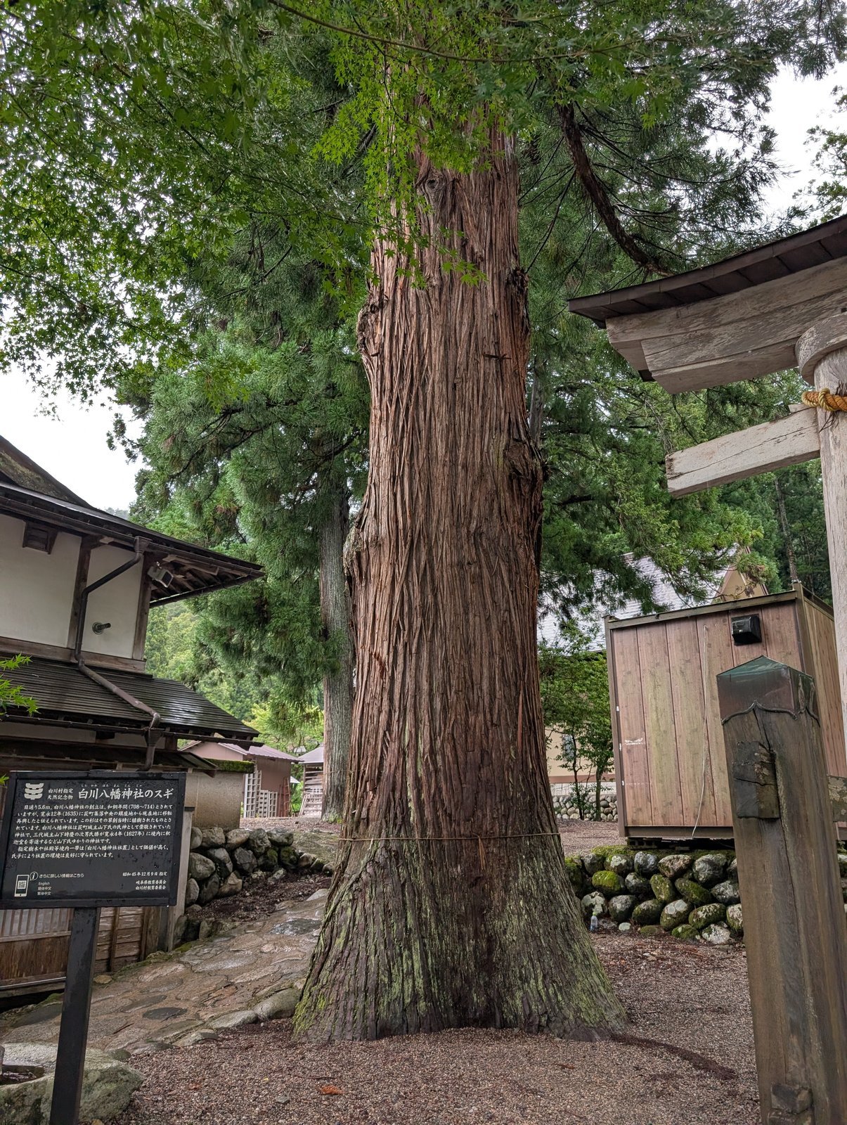 御神木のスギと、足元に立つ説明板、右手の鳥居(2026-08-27 撮影)