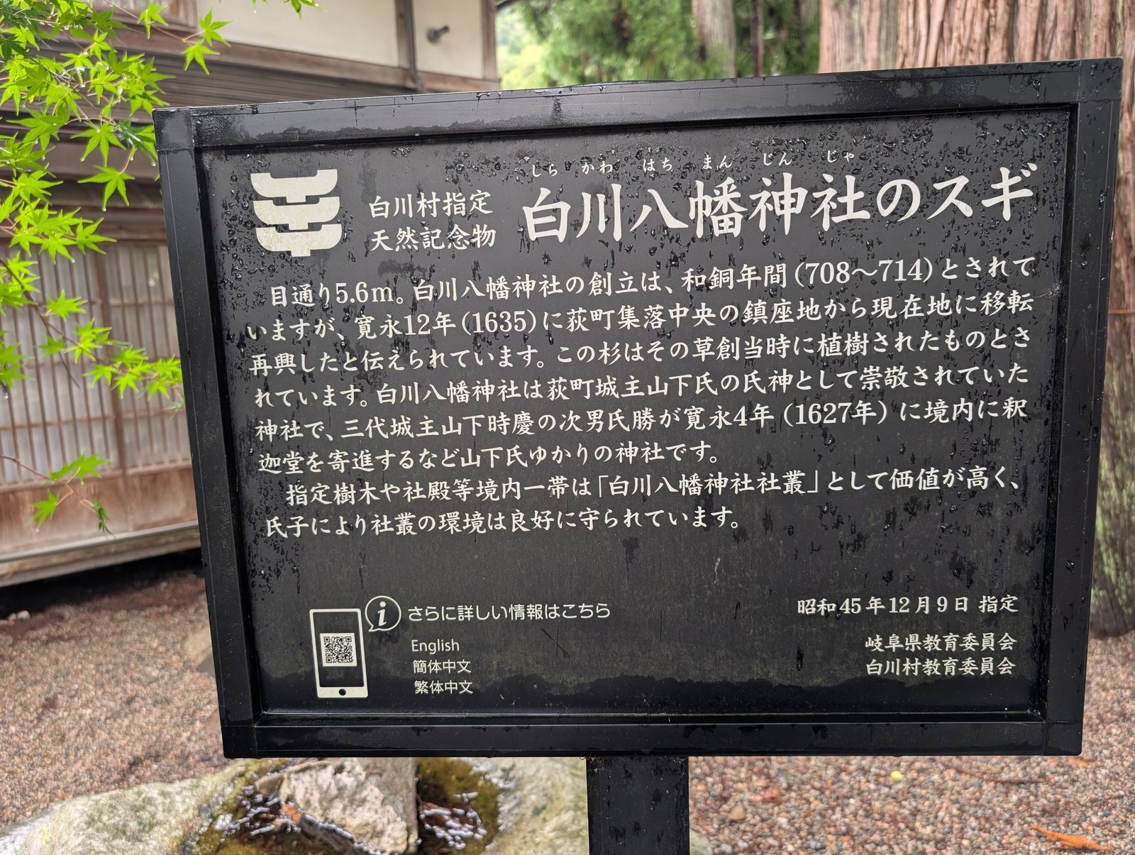 説明板「白川村指定天然記念物 白川八幡神社のスギ」。目通り5.6mの記載(2026-08-27 撮影)